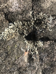 Parmeliaceae