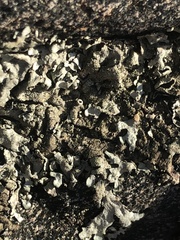 Parmeliaceae