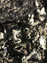 Parmeliaceae