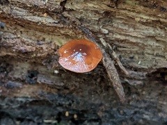 Conocybe brunnea