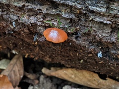Conocybe brunnea
