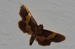 Bostra xanthorhodalis