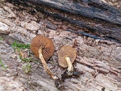 Conocybe brunnea