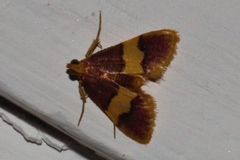 Bostra xanthorhodalis