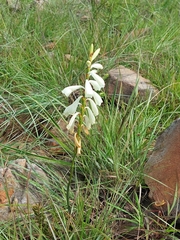 Watsonia watsonioides