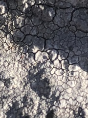 Lecanoromycetes