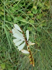 Watsonia watsonioides