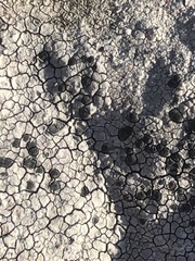 Lecanoromycetes