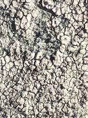 Lecanoromycetes