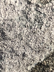 Lecanoromycetes