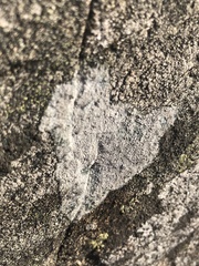 Lecanoromycetes