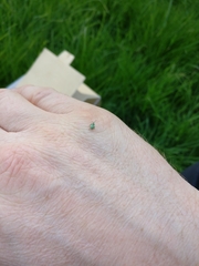 Phyllobius virideaeris