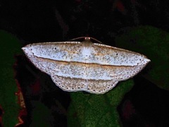 Heteralex rectilineata