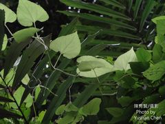 Thladiantha punctata