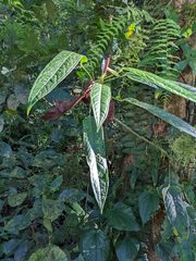 Anthurium microspadix