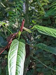 Anthurium microspadix