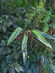 Anthurium microspadix