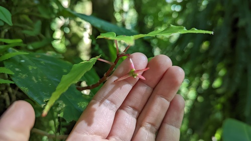 Begonia heydei, photograph 1