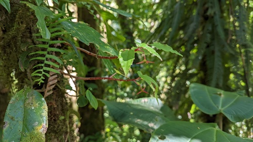 Begonia heydei, photograph 3