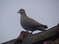 Streptopelia decaocto