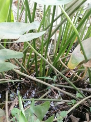 Pontederia sagittata