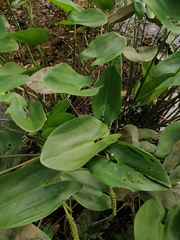 Pontederia sagittata