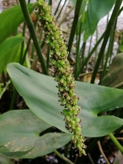 Pontederia sagittata