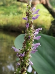Pontederia sagittata