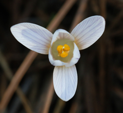 Crocus nevadensis