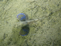 Chelidonichthys lucerna