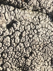 Lecanoromycetes
