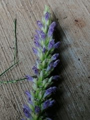Pontederia sagittata