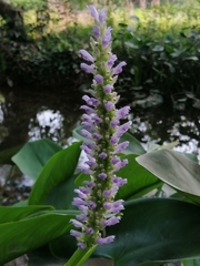 Pontederia sagittata