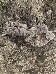 Lecanoromycetes