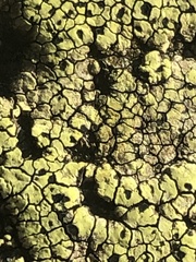 Rhizocarpon