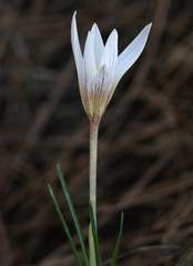 Crocus nevadensis
