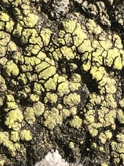 Rhizocarpon