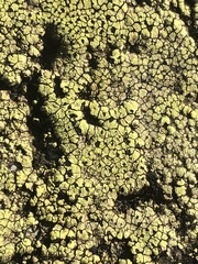Rhizocarpon