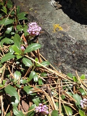 Ceanothus prostratus