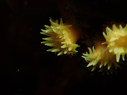 Yellow cup coral