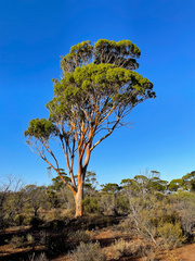 Eucalyptus salmonophloia