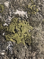 Rhizocarpon