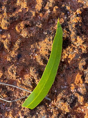 Eucalyptus salmonophloia