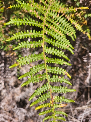 Pteridium aquilinum image