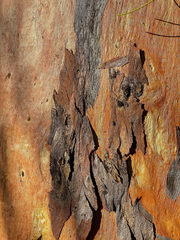 Eucalyptus salmonophloia
