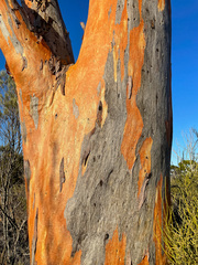 Eucalyptus salmonophloia