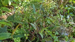 Epidendreae