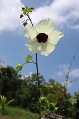Hibiscus diversifolius