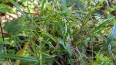 Epidendreae