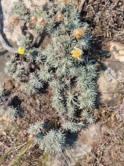 Helichrysum galpinii